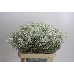 Gyps Zinzi Discovery