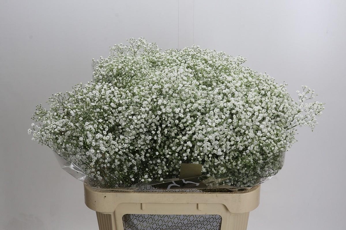 <h4>Gyps Zinzi Discovery</h4>