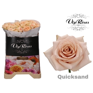 R GR QUICKSAND x20