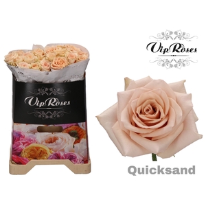 R GR QUICKSAND x20