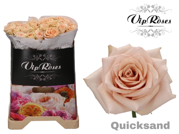 <h4>R GR QUICKSAND x20</h4>