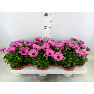 Osteospermum  'CapeDaisy Soft Pink'