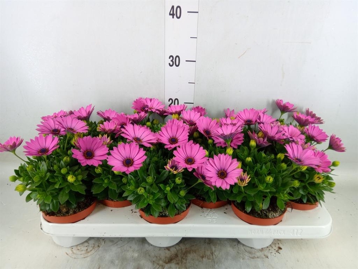 <h4>Osteospermum  'CapeDaisy Soft Pink'</h4>