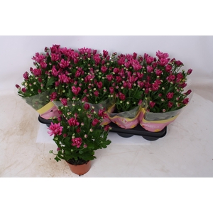 CHRYS JACKSON PURPLE