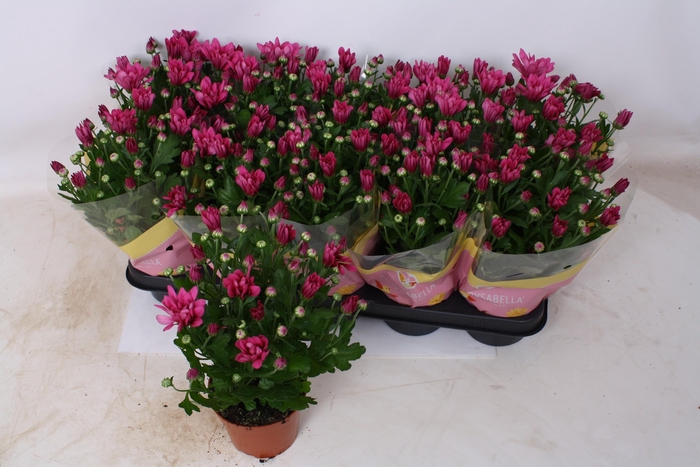 <h4>CHRYS JACKSON PURPLE</h4>