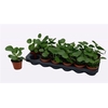 Pilea Peperomioides