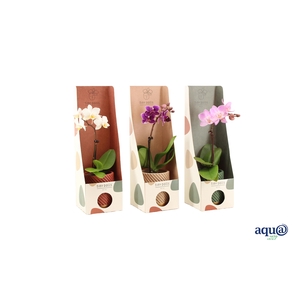 Groovy Autumn Mix Tiny Dolls Mix 1T7+ Aqu@in Tiny Box Autumn Mix