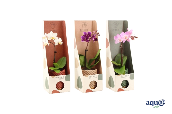 <h4>Groovy Autumn Mix Tiny Dolls Mix 1T7+ Aqu@in Tiny Box Autumn Mix</h4>