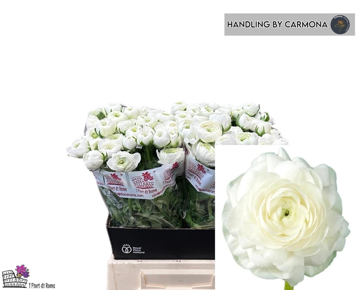 <h4>RAN EL WHITE</h4>