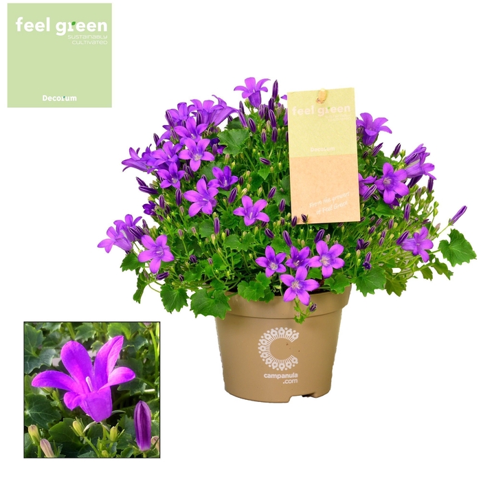 <h4>Campanula Porto FEEL GREEN</h4>