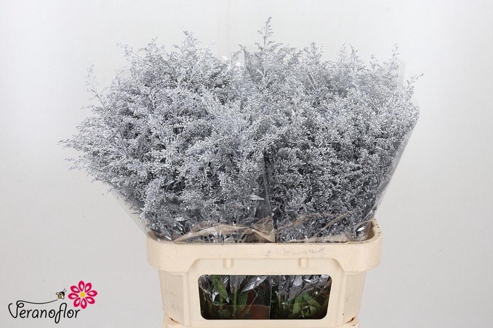 <h4>SOLI OV KLB H%</h4>