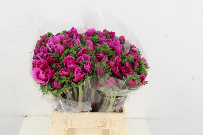 <h4>ANEMONE MISTRAL + FUCHSIA</h4>