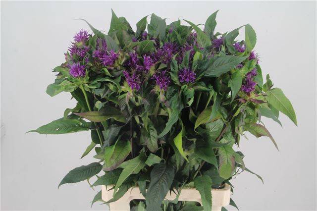 <h4>MONARDA PURPLE PRINC</h4>