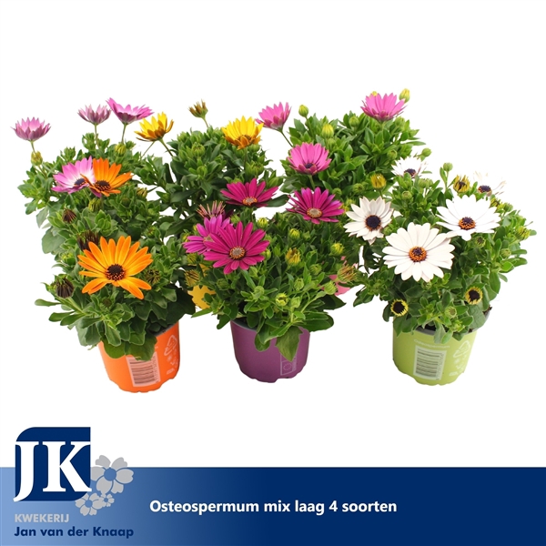 <h4>Osteospermum Mix Laag TST</h4>