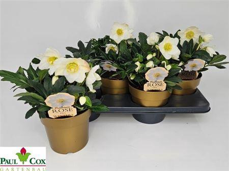 Hell Ni Hgc Wintergo 25+