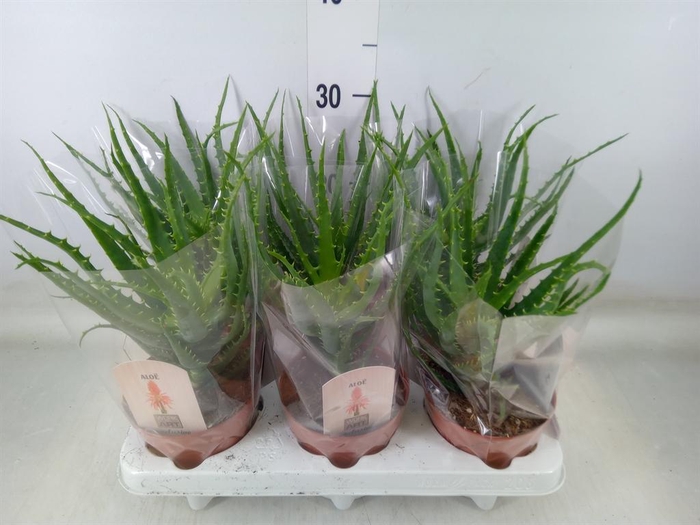<h4>Aloe arborescens</h4>