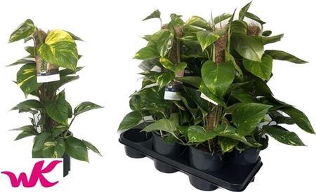 Epipr Mosstok 60cm 6 Stekken Dikte 1