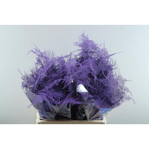 Asp Middel Getopt Paars