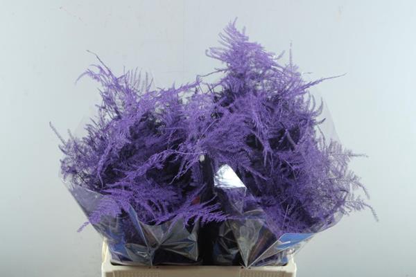 <h4>Asp Middel Getopt Paars</h4>