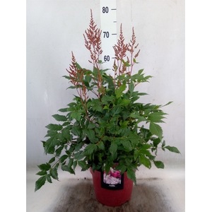 Astilbe   ...