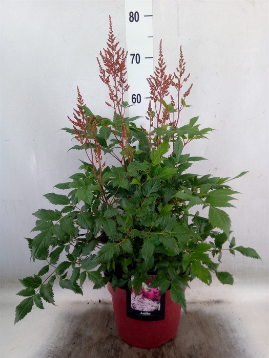 <h4>Astilbe   ...</h4>