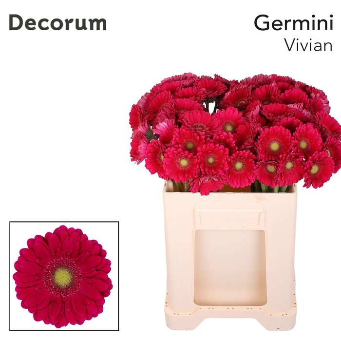 <h4>Germini Vivian Water</h4>