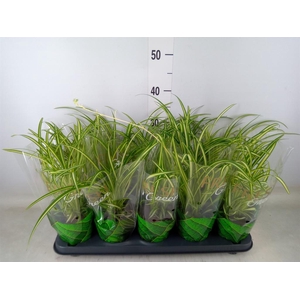 Chlorophytum cos. 'Atlantic'