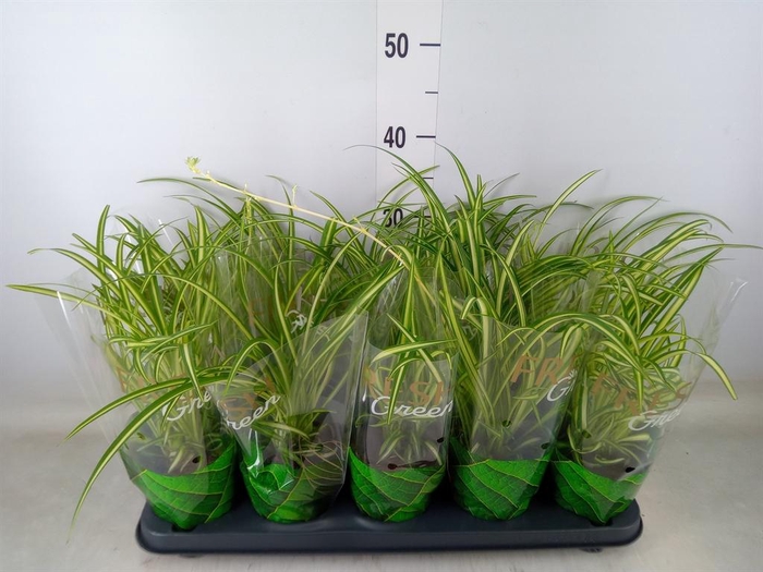 <h4>Chlorophytum cos. 'Atlantic'</h4>