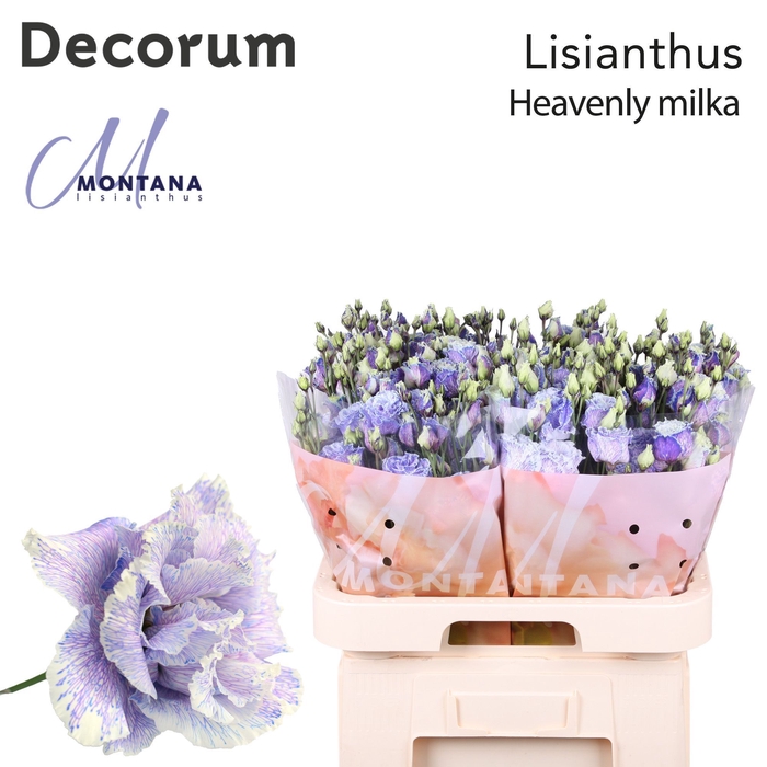 <h4>Lisianthus Dye heavenly milka</h4>