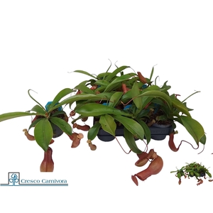 NEPENT ALATA