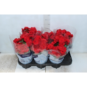 BEGONIA P15