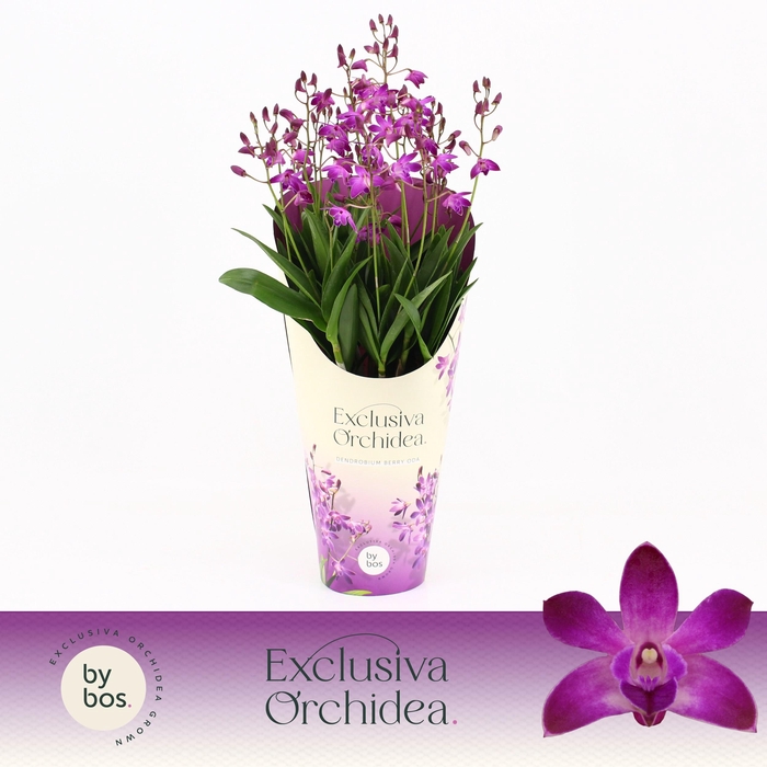 <h4>Dendrobium, Berry Oda 12+ spike 'Exclusiva Orchidea' Potcover</h4>