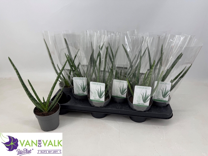 <h4>ALOE VERA</h4>
