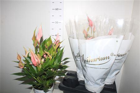 <h4>Anthu An Lili 10+</h4>