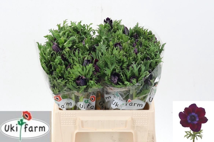 <h4>Anem Gall Bordeaux</h4>