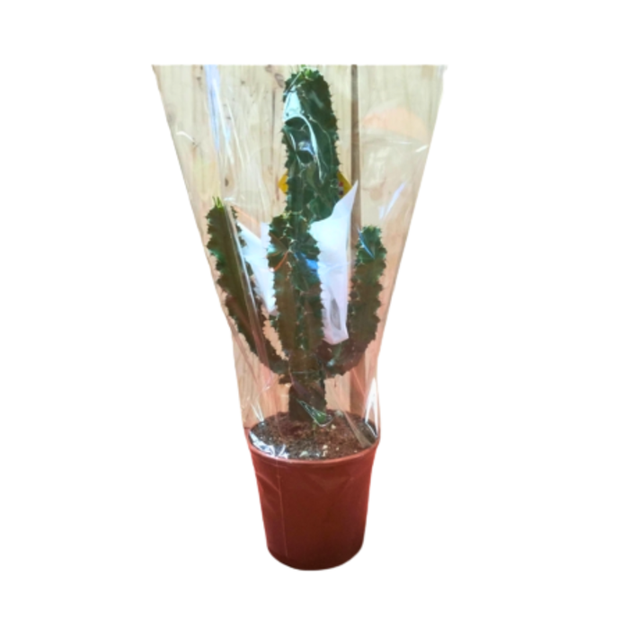<h4>Euphorbia overig</h4>