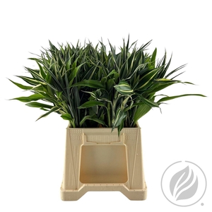 Sandriana New Spring 52cm