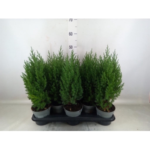 Juniperus chinensis 'Stricta'