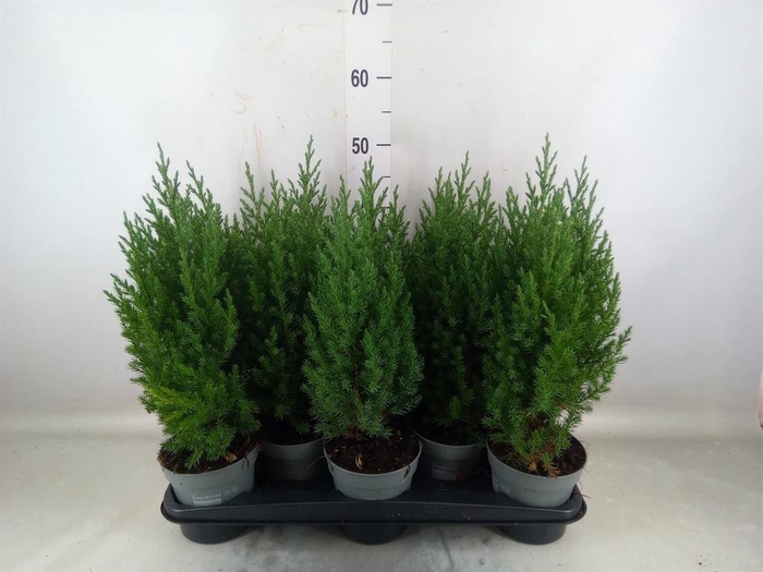 <h4>Juniperus chinensis 'Stricta'</h4>