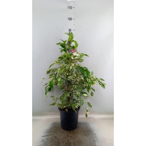 Ficus benja. 'Twilight'