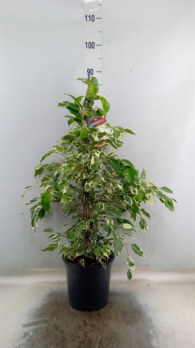 <h4>Ficus benja. 'Twilight'</h4>