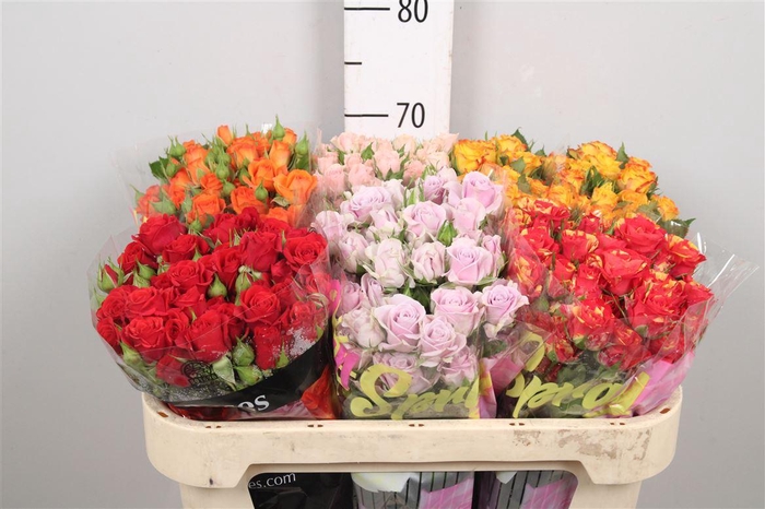 <h4>R Tr Gemengd In Fust</h4>