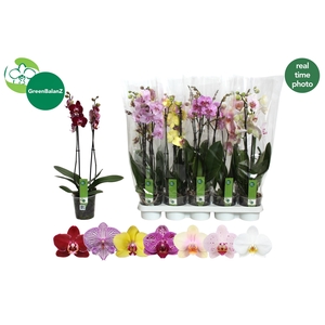 PHAL GEM 7 KL