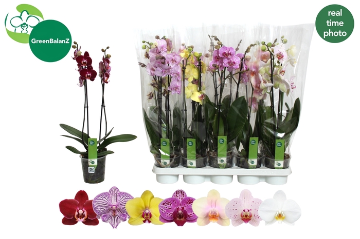 <h4>PHAL GEM 7 KL</h4>