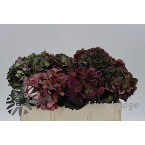 Hydrangea fabulous anne classic