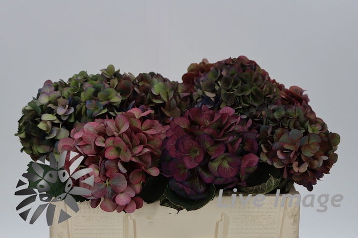 <h4>Hydrangea fabulous anne classic</h4>