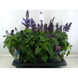 Salvia  'Salgoon Lake Blueberry'