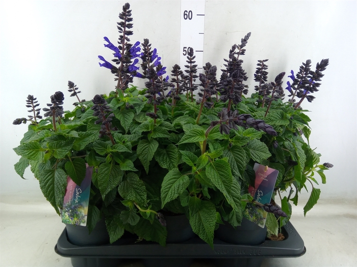 <h4>Salvia  'Salgoon Lake Blueberry'</h4>