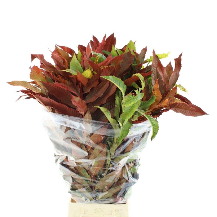 <h4>CASTANEA SATIVA</h4>