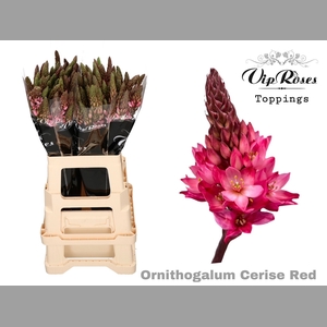 ORNIT MOUNT FUJI  CERISE RED